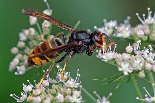 Vespa asiática