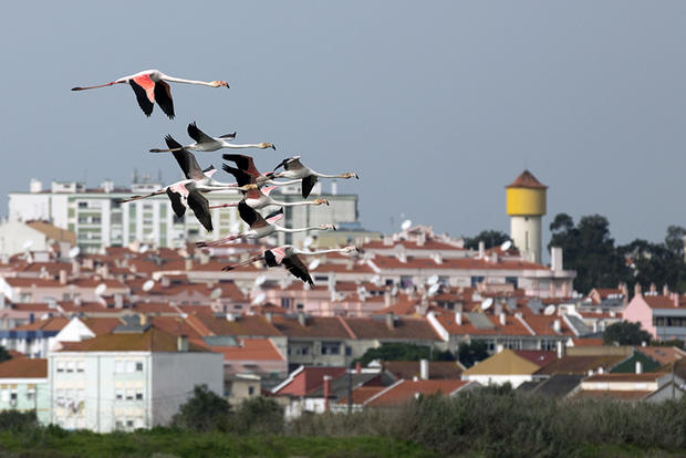 Flamingos no Moinho de Maré de Corroios