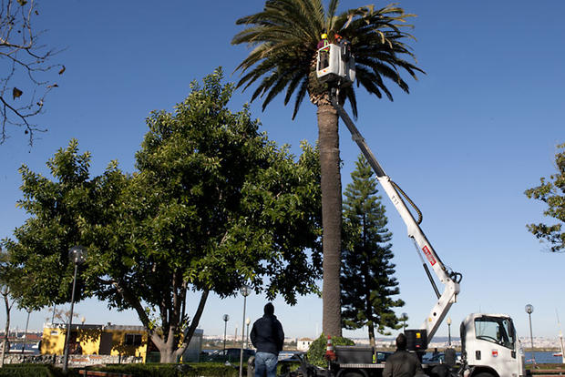 Processo de tratamento do escaravelho-da-palmeira