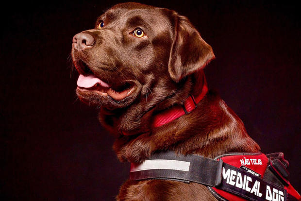 Cão de Alerta Médico