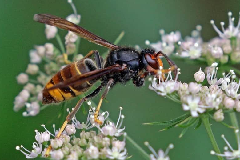 Vespa asiática