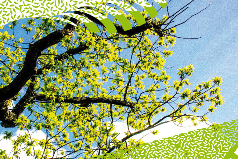 Detalhe da imagem gráfica do concurso de montras