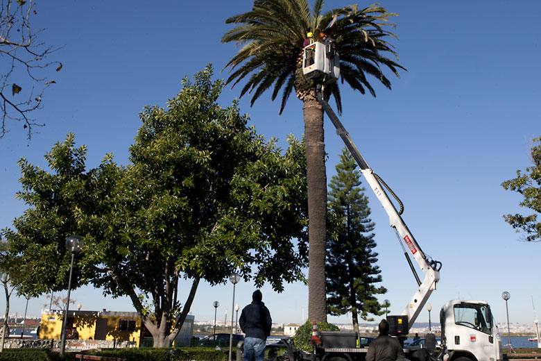 Processo de tratamento do escaravelho-da-palmeira